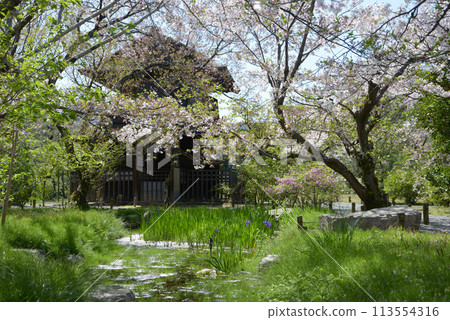 Spring in Shosei-en Garden, Hokakekaku and cherry blossoms, Shimogyo Ward, Kyoto City Spring in Shosei-en Garden, Hokakekaku and cherry blossoms, Shimogyo Ward, Kyoto City 113554316