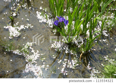 Spring in Shosei-en Garden: Flower Rafts in the Garden, Shimogyo Ward, Kyoto City 113554321