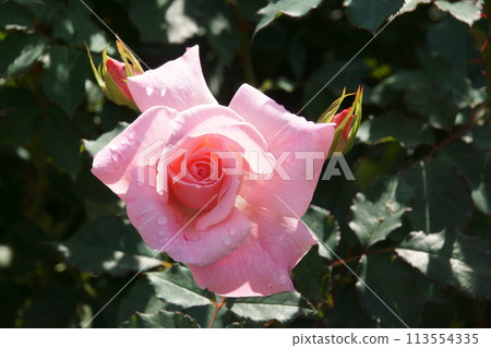 rose rose 113554335