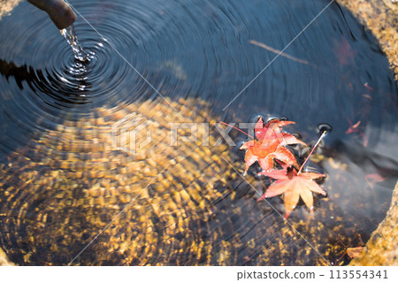 Water bottle and maple 113554341