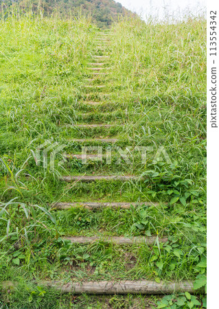 Steps covered with weeds 113554342