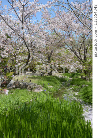 Spring Wataruen Garden Cherry Blossoms, Shimogyo-ku, Kyoto Spring Wataruen Garden Cherry Blossoms, Shimogyo-ku, Kyoto 113554348