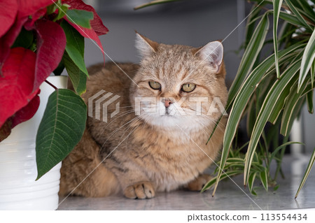 A beautiful domestic striped adult cat lies and sleeps on the windowsill by the window, next to a houseplant or a flower in a flower pot. Favorite pets. A beautiful domestic striped adult cat lies and sleeps on the windowsill by the window, next to a houseplant or a flower in a flower pot. Favorite pets. 113554434