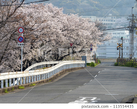 道路和鐵路道口櫻花盛開的景色 道路和鐵路道口櫻花盛開的景色 113554435