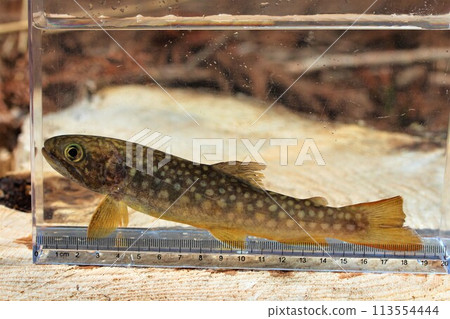 Observation of the caught char Observation of the caught char 113554444
