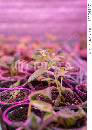 Growing flower seedlings indoors under full spectrum LED lighting. Plants are standing on shelves. Growing flower seedlings indoors under full spectrum LED lighting. Plants are standing on shelves. 113554447