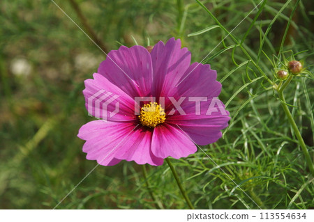 Cosmos Cosmos 113554634