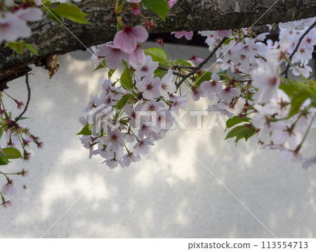 道明寺天滿宮的櫻花盛開 113554713