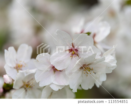 Close-up of cherry blossoms blooming in the park Close-up of cherry blossoms blooming in the park 113554851