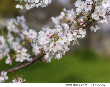 公園裡盛開的櫻花特寫 113554870