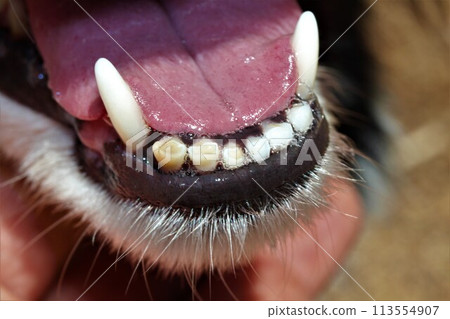 Dog teeth alignment Dog teeth alignment 113554907