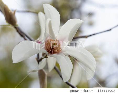 Magnolia flowers blooming in the park Magnolia flowers blooming in the park 113554908