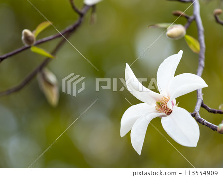 公園裡盛開的 Kobushi 花 113554909