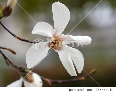 Magnolia flowers blooming in the park Magnolia flowers blooming in the park 113554910