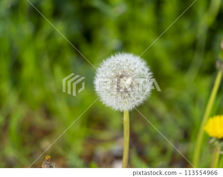 蒲公英的絨毛 113554966