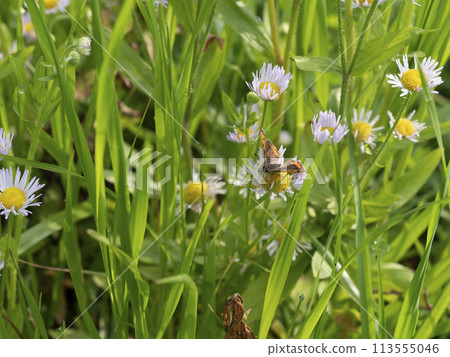 公園裡盛開的翡翠和大豆花 113555046