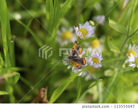 公園裡盛開的翡翠和大豆花 113555047