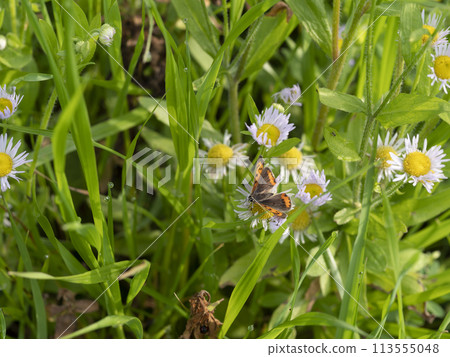 公園裡盛開的翡翠和大豆花 113555048