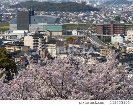 山間櫻花盛開與城市風景 113555105