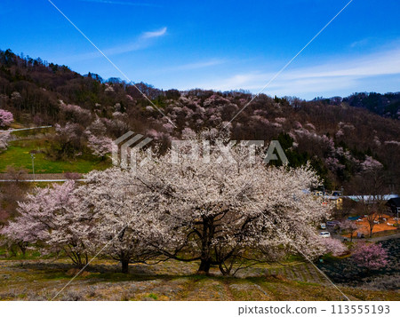Mountain cherry blossoms blooming in the hills - Rikugo Mountain Cherry Blossoms, Ikeda Town Mountain cherry blossoms blooming in the hills - Rikugo Mountain Cherry Blossoms, Ikeda Town 113555193