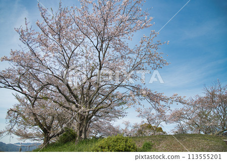 First Peak (Yuriyama) [Kinokawa City, Wakayama Prefecture] 113555201