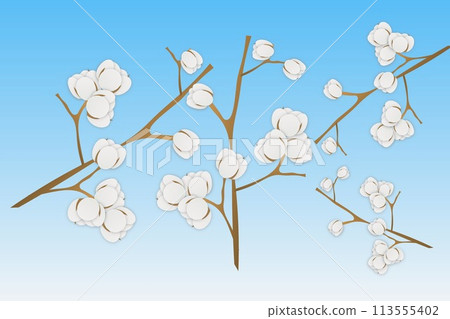 Cotton story opening 113555402