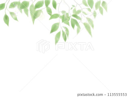新鮮的綠葉,陽光透過它們照耀著 新鮮的綠葉,陽光透過它們照耀著 113555553