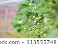 Strawberry flower and bumblebee 113555748