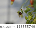 Strawberry flower and bumblebee 113555749