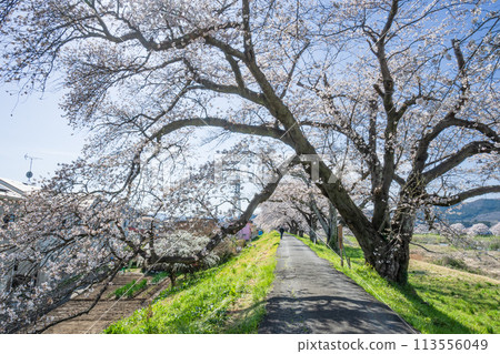 吉野櫻花盛開的白石川岸邊的大樹 吉野櫻花盛開的白石川岸邊的大樹 113556049