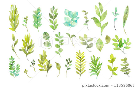 Watercolor painting. Vector illustration of plants drawn with a watercolor touch. Green herb illustration set. Watercolor painting. Vector illustration of plants drawn with a watercolor touch. Green herb illustration set. 113556065