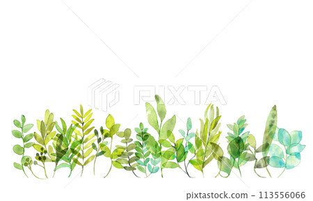 水彩。用水彩筆繪製的植物向量圖。綠色草本插圖集。 113556066