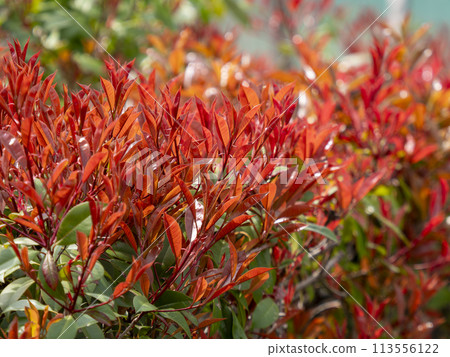 A hedge of red Japanese photinia with autumn leaves A hedge of red Japanese photinia with autumn leaves 113556122