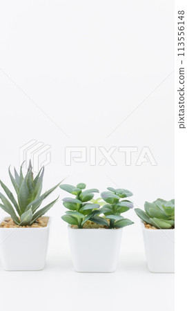 白色背景盆栽觀賞植物，垂直型 113556148
