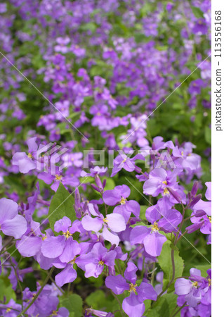 Flower of radish blooming in spring satoyama 113556168
