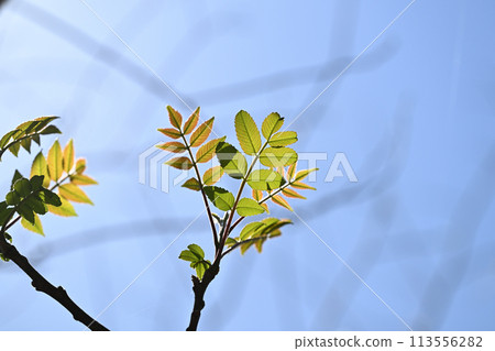 Nuruda(漆樹科)的幼葉 Nuruda(漆樹科)的幼葉 113556282