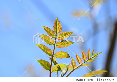 Nuruda（漆樹科）的幼葉 113556286