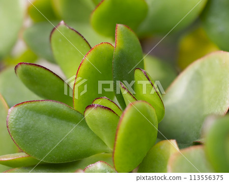 Brightly colored leaves of the money tree 113556375