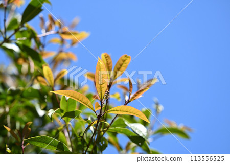 桂花嫩葉 113556525