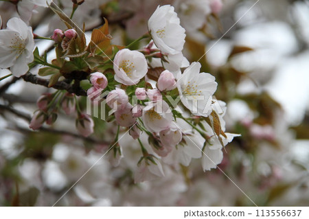 Spring in Naniwa: Cherry Blossom Passage at the Mint Spring in Naniwa: Cherry Blossom Passage at the Mint 113556637