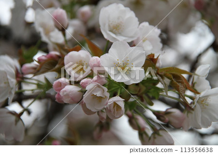 Spring in Naniwa: Cherry Blossom Passage at the Mint 113556638