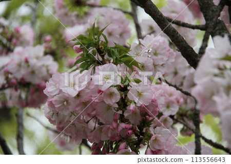 Spring in Naniwa: Cherry Blossom Passage at the Mint Spring in Naniwa: Cherry Blossom Passage at the Mint 113556643
