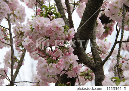 Spring in Naniwa: Cherry Blossom Passage at the Mint 113556645