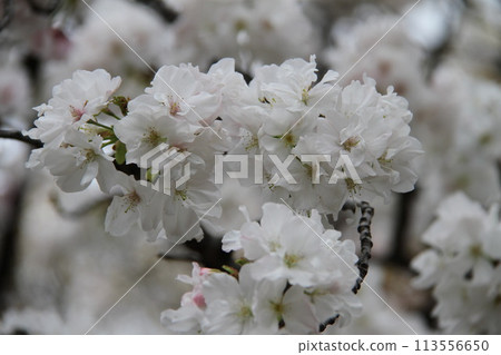 Spring in Naniwa: Cherry Blossom Passage at the Mint Spring in Naniwa: Cherry Blossom Passage at the Mint 113556650