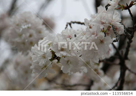 Spring in Naniwa: Cherry Blossom Passage at the Mint Spring in Naniwa: Cherry Blossom Passage at the Mint 113556654