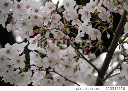 Spring in Naniwa: Cherry Blossom Passage at the Mint Spring in Naniwa: Cherry Blossom Passage at the Mint 113556658