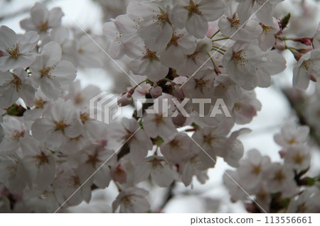 Spring in Naniwa: Cherry Blossom Passage at the Mint 113556661
