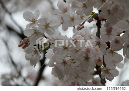 Spring in Naniwa: Cherry Blossom Passage at the Mint 113556662