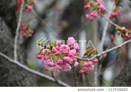 Spring in Naniwa: Cherry Blossom Passage at the Mint Spring in Naniwa: Cherry Blossom Passage at the Mint 113556682