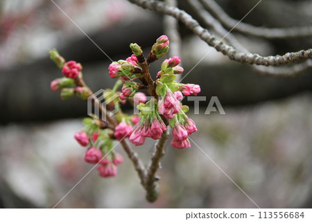 Spring in Naniwa: Cherry Blossom Passage at the Mint 113556684